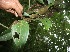  ( - BioBot05760)  @11 [ ] CreativeCommons - Attribution Non-Commercial Share-Alike (2010) Daniel H. Janzen Guanacaste Dry Forest Conservation Fund