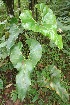  (Anthurium ochranthum - BioBot05767)  @11 [ ] CreativeCommons - Attribution Non-Commercial Share-Alike (2010) Daniel H. Janzen Guanacaste Dry Forest Conservation Fund