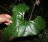  ( - BioBot05768)  @11 [ ] CreativeCommons - Attribution Non-Commercial Share-Alike (2010) Daniel H. Janzen Guanacaste Dry Forest Conservation Fund