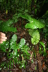  ( - BioBot05769)  @11 [ ] CreativeCommons - Attribution Non-Commercial Share-Alike (2010) Daniel H. Janzen Guanacaste Dry Forest Conservation Fund