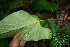  ( - BioBot05769)  @11 [ ] CreativeCommons - Attribution Non-Commercial Share-Alike (2010) Daniel H. Janzen Guanacaste Dry Forest Conservation Fund