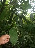  ( - BioBot05776)  @11 [ ] CreativeCommons - Attribution Non-Commercial Share-Alike (2010) Daniel H. Janzen Guanacaste Dry Forest Conservation Fund