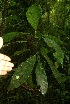  ( - BioBot05777)  @11 [ ] CreativeCommons - Attribution Non-Commercial Share-Alike (2010) Daniel H. Janzen Guanacaste Dry Forest Conservation Fund