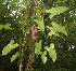  ( - BioBot05791)  @11 [ ] CreativeCommons - Attribution Non-Commercial Share-Alike (2010) Daniel H. Janzen Guanacaste Dry Forest Conservation Fund