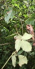  (Mucuna holtonii - BioBot05812)  @11 [ ] CreativeCommons - Attribution Non-Commercial Share-Alike (2010) Daniel H. Janzen Guanacaste Dry Forest Conservation Fund