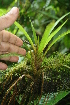  ( - BioBot05814)  @11 [ ] CreativeCommons - Attribution Non-Commercial Share-Alike (2010) Daniel H. Janzen Guanacaste Dry Forest Conservation Fund