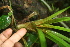  ( - BioBot05815)  @11 [ ] CreativeCommons - Attribution Non-Commercial Share-Alike (2010) Daniel H. Janzen Guanacaste Dry Forest Conservation Fund