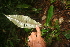  ( - BioBot05825)  @11 [ ] CreativeCommons - Attribution Non-Commercial Share-Alike (2010) Daniel H. Janzen Guanacaste Dry Forest Conservation Fund