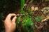  ( - BioBot05825)  @11 [ ] CreativeCommons - Attribution Non-Commercial Share-Alike (2010) Daniel H. Janzen Guanacaste Dry Forest Conservation Fund