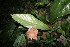  ( - BioBot05831)  @11 [ ] CreativeCommons - Attribution Non-Commercial Share-Alike (2010) Daniel H. Janzen Guanacaste Dry Forest Conservation Fund