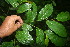  ( - BioBot05843)  @11 [ ] CreativeCommons - Attribution Non-Commercial Share-Alike (2010) Daniel H. Janzen Guanacaste Dry Forest Conservation Fund