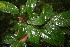  ( - BioBot05844)  @11 [ ] CreativeCommons - Attribution Non-Commercial Share-Alike (2010) Daniel H. Janzen Guanacaste Dry Forest Conservation Fund