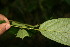  ( - BioBot05845)  @11 [ ] CreativeCommons - Attribution Non-Commercial Share-Alike (2010) Daniel H. Janzen Guanacaste Dry Forest Conservation Fund