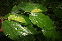  ( - BioBot05847)  @11 [ ] CreativeCommons - Attribution Non-Commercial Share-Alike (2010) Daniel H. Janzen Guanacaste Dry Forest Conservation Fund