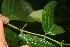  ( - BioBot05848)  @11 [ ] CreativeCommons - Attribution Non-Commercial Share-Alike (2010) Daniel H. Janzen Guanacaste Dry Forest Conservation Fund