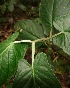  ( - BioBot05856)  @11 [ ] CreativeCommons - Attribution Non-Commercial Share-Alike (2010) Daniel H. Janzen Guanacaste Dry Forest Conservation Fund