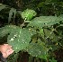  ( - BioBot05857)  @11 [ ] CreativeCommons - Attribution Non-Commercial Share-Alike (2010) Daniel H. Janzen Guanacaste Dry Forest Conservation Fund