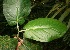  ( - BioBot05858)  @11 [ ] CreativeCommons - Attribution Non-Commercial Share-Alike (2010) Daniel H. Janzen Guanacaste Dry Forest Conservation Fund