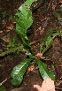  ( - BioBot05862)  @11 [ ] CreativeCommons - Attribution Non-Commercial Share-Alike (2010) Daniel H. Janzen Guanacaste Dry Forest Conservation Fund