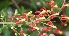  (Marcgraviaceae - BioBot05865)  @11 [ ] CreativeCommons - Attribution Non-Commercial Share-Alike (2010) Daniel H. Janzen Guanacaste Dry Forest Conservation Fund