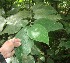  ( - BioBot05889)  @11 [ ] CreativeCommons - Attribution Non-Commercial Share-Alike (2010) Daniel H. Janzen Guanacaste Dry Forest Conservation Fund