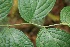  ( - BioBot05891)  @11 [ ] CreativeCommons - Attribution Non-Commercial Share-Alike (2010) Daniel H. Janzen Guanacaste Dry Forest Conservation Fund