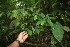  ( - BioBot05914)  @11 [ ] CreativeCommons - Attribution Non-Commercial Share-Alike (2010) Daniel H. Janzen Guanacaste Dry Forest Conservation Fund