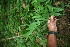  ( - BioBot05916)  @11 [ ] CreativeCommons - Attribution Non-Commercial Share-Alike (2010) Daniel H. Janzen Guanacaste Dry Forest Conservation Fund