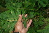  ( - BioBot05917)  @11 [ ] CreativeCommons - Attribution Non-Commercial Share-Alike (2010) Daniel H. Janzen Guanacaste Dry Forest Conservation Fund