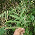  (Isachne arundinacea - BioBot05918)  @11 [ ] CreativeCommons - Attribution Non-Commercial Share-Alike (2010) Daniel H. Janzen Guanacaste Dry Forest Conservation Fund