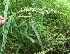  (Scleria latifolia - BioBot05929)  @11 [ ] CreativeCommons - Attribution Non-Commercial Share-Alike (2010) Daniel H. Janzen Guanacaste Dry Forest Conservation Fund