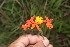  ( - BioBot05946)  @11 [ ] CreativeCommons - Attribution Non-Commercial Share-Alike (2010) Daniel H. Janzen Guanacaste Dry Forest Conservation Fund