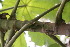  ( - BioBot05949)  @11 [ ] CreativeCommons - Attribution Non-Commercial Share-Alike (2010) Daniel H. Janzen Guanacaste Dry Forest Conservation Fund