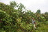  ( - BioBot05950)  @11 [ ] CreativeCommons - Attribution Non-Commercial Share-Alike (2010) Daniel H. Janzen Guanacaste Dry Forest Conservation Fund