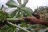  ( - BioBot05950)  @11 [ ] CreativeCommons - Attribution Non-Commercial Share-Alike (2010) Daniel H. Janzen Guanacaste Dry Forest Conservation Fund