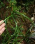  (Calyptrocarya glomerulata - BioBot05960)  @11 [ ] CreativeCommons - Attribution Non-Commercial Share-Alike (2010) Daniel H. Janzen Guanacaste Dry Forest Conservation Fund