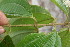  ( - BioBot05976)  @11 [ ] CreativeCommons - Attribution Non-Commercial Share-Alike (2010) Daniel H. Janzen Guanacaste Dry Forest Conservation Fund