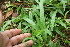  ( - BioBot06005)  @11 [ ] CreativeCommons - Attribution Non-Commercial Share-Alike (2010) Daniel H. Janzen Guanacaste Dry Forest Conservation Fund