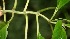  (Besleria trichostegia - BioBot06012)  @12 [ ] CreativeCommons - Attribution Non-Commercial Share-Alike (2010) Daniel H. Janzen Guanacaste Dry Forest Conservation Fund
