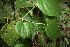  ( - BioBot06013)  @11 [ ] CreativeCommons - Attribution Non-Commercial Share-Alike (2010) Daniel H. Janzen Guanacaste Dry Forest Conservation Fund