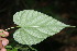  (Byttneria catalpifolia - BioBot06023)  @11 [ ] CreativeCommons - Attribution Non-Commercial Share-Alike (2010) Daniel H. Janzen Guanacaste Dry Forest Conservation Fund