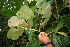  (Begonia multinervia - BioBot06024)  @11 [ ] CreativeCommons - Attribution Non-Commercial Share-Alike (2010) Daniel H. Janzen Guanacaste Dry Forest Conservation Fund
