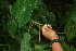  ( - BioBot06025)  @11 [ ] CreativeCommons - Attribution Non-Commercial Share-Alike (2010) Daniel H. Janzen Guanacaste Dry Forest Conservation Fund