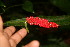  ( - BioBot06039)  @11 [ ] CreativeCommons - Attribution Non-Commercial Share-Alike (2010) Daniel H. Janzen Guanacaste Dry Forest Conservation Fund