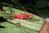  (Anthurium bakeri - BioBot06039)  @11 [ ] CreativeCommons - Attribution Non-Commercial Share-Alike (2010) Daniel H. Janzen Guanacaste Dry Forest Conservation Fund