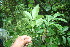  ( - BioBot06041)  @11 [ ] CreativeCommons - Attribution Non-Commercial Share-Alike (2010) Daniel H. Janzen Guanacaste Dry Forest Conservation Fund