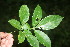  ( - BioBot06041)  @11 [ ] CreativeCommons - Attribution Non-Commercial Share-Alike (2010) Daniel H. Janzen Guanacaste Dry Forest Conservation Fund