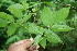  ( - BioBot06042)  @11 [ ] CreativeCommons - Attribution Non-Commercial Share-Alike (2010) Daniel H. Janzen Guanacaste Dry Forest Conservation Fund