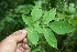  ( - BioBot06042)  @11 [ ] CreativeCommons - Attribution Non-Commercial Share-Alike (2010) Daniel H. Janzen Guanacaste Dry Forest Conservation Fund