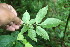  ( - BioBot06042)  @11 [ ] CreativeCommons - Attribution Non-Commercial Share-Alike (2010) Daniel H. Janzen Guanacaste Dry Forest Conservation Fund